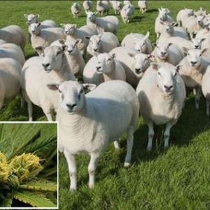 英国一农场羊群误食大麻后集体high