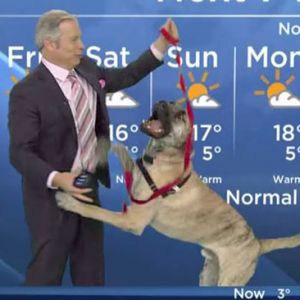 加拿大搞笑天气预报员带小狗播节目喜味足