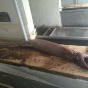 澳洲渔夫发现古老鲨鱼，它有300颗牙