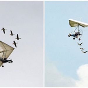 法国男子竟与天鹅一起飞翔了15年，被称为“鸟人”