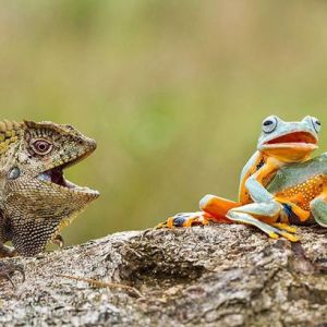 动物界的爱情：好奇蜥蜴目不转睛看青蛙交配