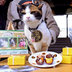 日本为猫站长庆16岁生日 相当人类80岁高龄(图)