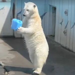 日本一动物园北极熊直立行走 娴熟把玩各类道具人气旺(图)