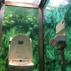 厕所成美景：日本人体验“与鱼共厕” 身临其境